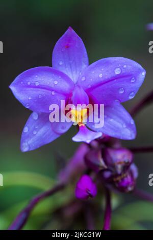 Eine vertikale Aufnahme einer violetten Spathoglottis-Plicate-Blume in einem Garten Stockfoto