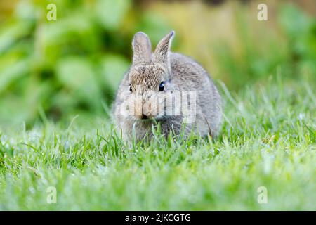 Wildes Kaninchen, lateinischer Name Oryctolagus cuniculus, grast auf einem Gartenrasen Stockfoto