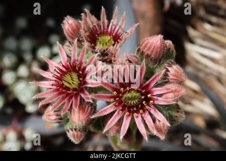 Zarte Blüten eines Hausleeks (Sempervivum Arachnoideum). Stockfoto