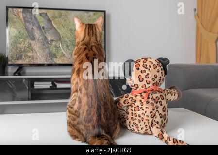 Eine bengalische Katze und ein Plüschtier schauen sich im Fernsehen ein Tierprogramm an. Stockfoto