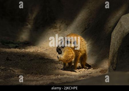 Nahaufnahme einer Erdmännchen (Suricata suricatta) oder surikate mit ihrem Baby Stockfoto