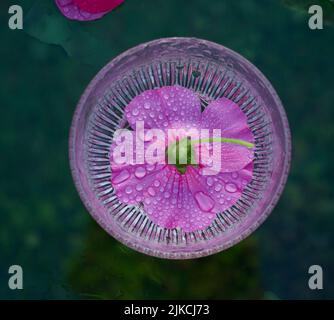 Lila trichterförmige Blüten der Lavatera - blühende Pflanzen der Familie malvaceae (lavatera trimestris) Stockfoto
