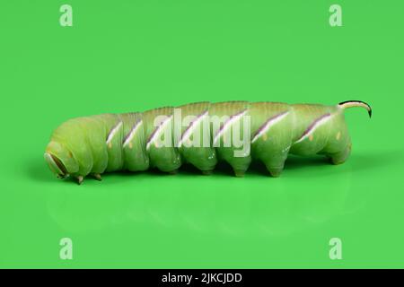 Grüne Raupe Privet-Falkenmotte (Sphinx ligustri) oder Mottenschmetterling (Sphingidae) auf Grün. Seitenansicht. Stockfoto