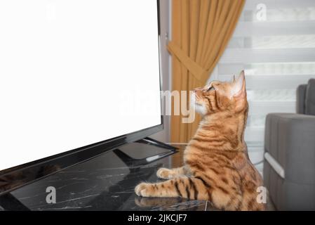 Bengalkatze schaut im Wohnzimmer fern. Einzufügende Stelle. Stockfoto