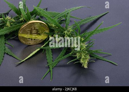 Grüner Marihuana-Cannabis sprießt mit Bitcoin isoliert auf schwarzem Hintergrund. Hochauflösendes Foto. Volle Schärfentiefe. Stockfoto