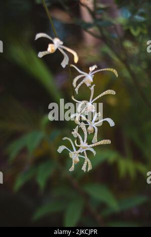 Eine selektive Fokusaufnahme von schönen afrikanischen Anselia-Blumen Stockfoto