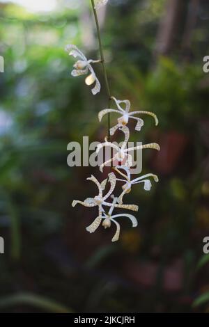 Eine selektive Fokusaufnahme von schönen afrikanischen Anselia-Blumen Stockfoto