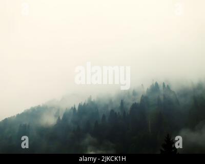Neblige Landschaft mit Tannenwald im Vintage-Retro-Stil, Ein geheimnisvoller nebliger Wald auf einem Berg mit hohen Kiefern. Stockfoto