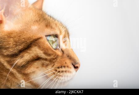 Nahaufnahme einer bengalischen Katzenschnauze. Seitenansicht. Platz kopieren. Stockfoto