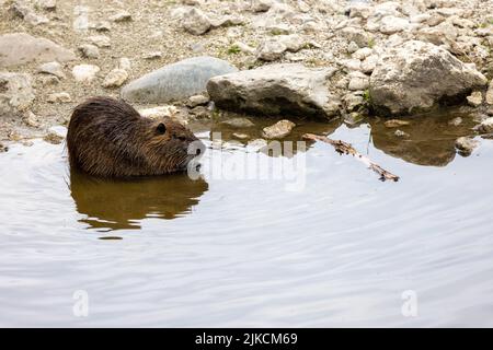 Schwimmen Nutria (Myokastor coypus) in einem Wildpark bei München Stockfoto