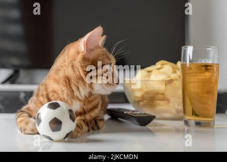 Rote Katze mit einem Ball, einem Teller Chips und Bier vor dem Fernseher. Gemütlicher Hausabend vor dem Fernseher. Stockfoto