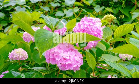 Hortensien. Rosa Blüten und grünes Laub. Helle Farben des Sommers Stockfoto