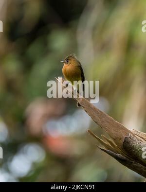 Eine vertikale Aufnahme eines nordgetufteten Fliegenfängers, der auf einem Wald mit verschwommenem Hintergrund thront Stockfoto