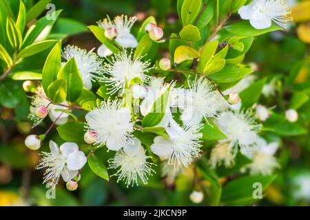 Blühende Myrtenzweige mit kleinen weißen Blüten Stockfoto