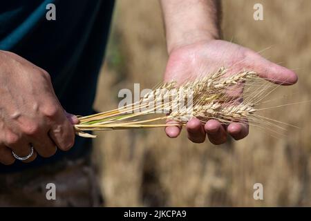 Ein Bauer hält mehrere Roggenohren in seinen Händen Stockfoto