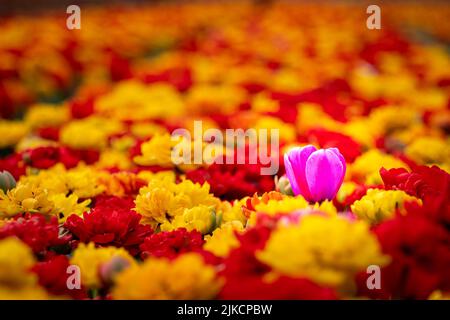 Eine Nahaufnahme einer einzelnen rosa Tulpe, die von bunten Blumen umgeben ist Stockfoto