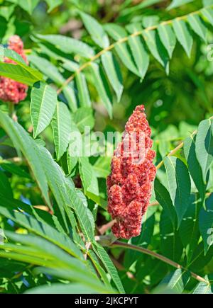 Blüte aus dem Essigbaum, Rhus typhina L. Stockfoto