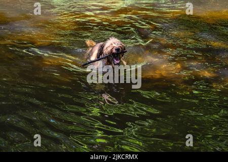 Briard Hund schwimmt in wunderschön beleuchteten Fluss mit Stock im Mund. Stockfoto