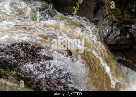 Atlantischer Lachs (Salmonsalar), der in Schottland, Großbritannien, einen Wasserfall hochspringt Stockfoto