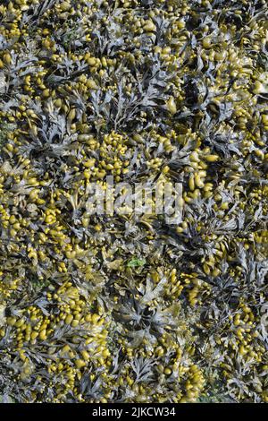 Blasentang oder Seetang (Fucus vesiculosus) in der Nordsee, Nordfriesland, Deutschland Stockfoto