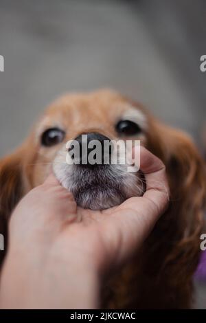 Porträt eines criollo-Hundes als Haustier Stockfoto