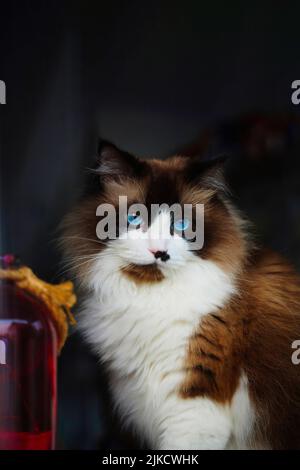 Eine vertikale Nahaufnahme einer schönen Ragdoll-Katze. Stockfoto