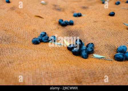 Mediterranes Olivenfeld mit altem Olivenbaum in der Türkei Stockfoto