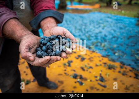 Mediterranes Olivenfeld mit altem Olivenbaum in der Türkei, handgepflückte Oliven Stockfoto