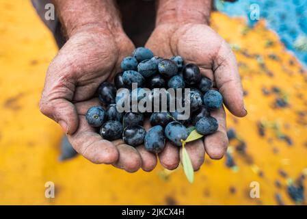 Mediterranes Olivenfeld mit altem Olivenbaum in der Türkei, handgepflückte Oliven Stockfoto