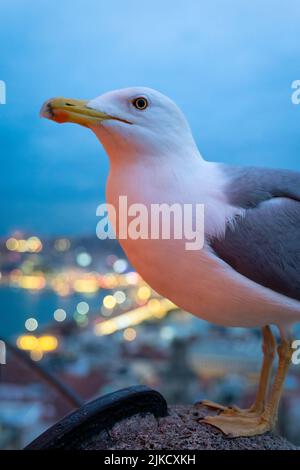 Eine vertikale Aufnahme der Möwe auf dem Galata-Turm in Istanbul, Türkei Stockfoto