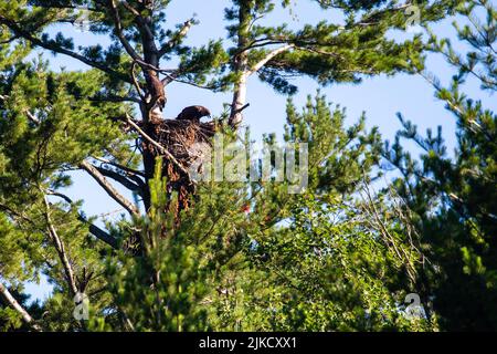 Zwei junge Weißkopfseeadler (Haliaeetus leucocephalus) in ihrem Nest im Norden von Wisconsin, horizontal Stockfoto
