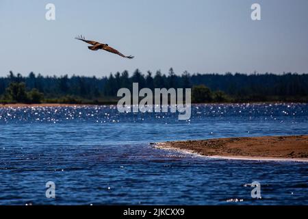 Junger Weißkopfseeadler (Haliaeetus leucocephalus), der horizontal über der Regenbogenblüte im Norden von Wisconsin fliegt Stockfoto