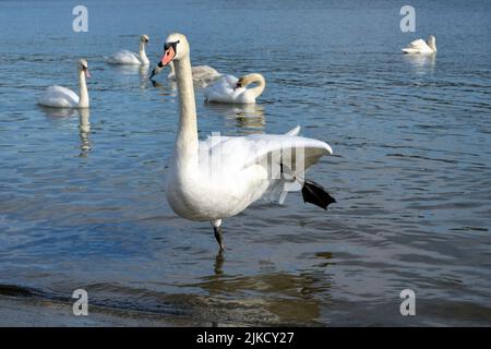 Schwan, der auf einem Bein am Ufer des Flusses unter anderen Schwanen steht Stockfoto