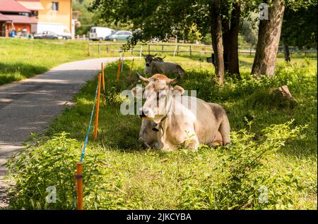 Graue Almkuh, die auf einer grünen Weidewiese ruht. Stockfoto