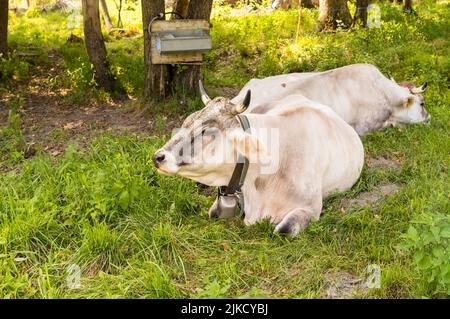 Graue Almkuh, die auf einer grünen Weidewiese ruht. Stockfoto