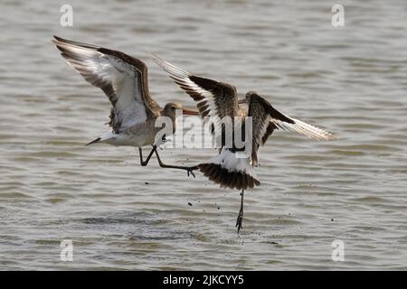 Zwei Schwarzschwanzgodwits kämpfen über den See Stockfoto