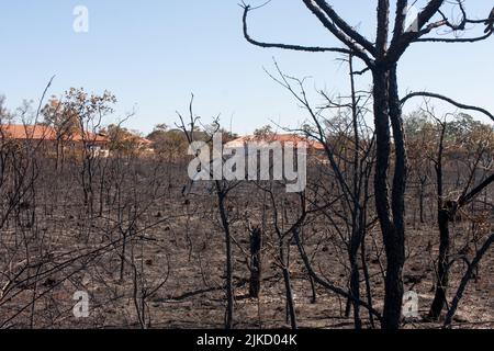 Die verkohlten Überreste eines Bürstenfeuers könnten in der Nähe der Indianerreservationen Karriri-Xoco und Tuxa im Nordwesten Brasiliens, Brasilien, Brandstiftung verursachen Stockfoto