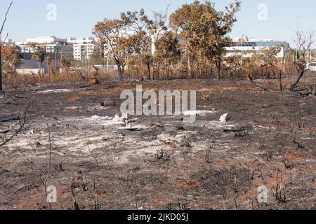 Die verkohlten Überreste eines Bürstenfeuers könnten in der Nähe der Indianerreservationen Karriri-Xoco und Tuxa im Nordwesten Brasiliens, Brasilien, Brandstiftung verursachen Stockfoto