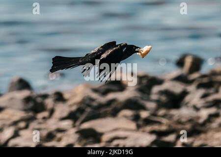 Nahaufnahme eines Kormorans der Alten Welt, der über dem Wasser fliegt Stockfoto