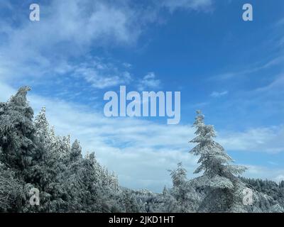 Eine malerische Aussicht auf Tannenwälder, die unter dem blauen Himmel von Schnee bedeckt sind Stockfoto