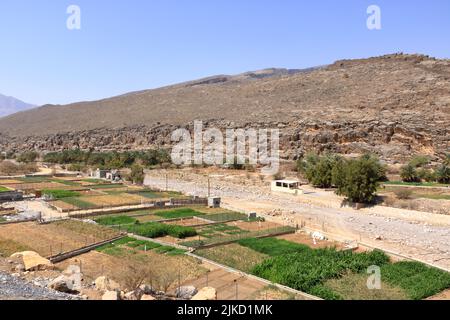 Verlassene Dorfruinen von Riwaygh as-Safil mit einer Oase darunter auf der Straße zwischen Al Hambra und Jebel Shams im Sultanat Oman Stockfoto