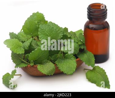 Zitronenmelisse mit extrahiertes ätherisches Öl in einer Flasche Stockfoto