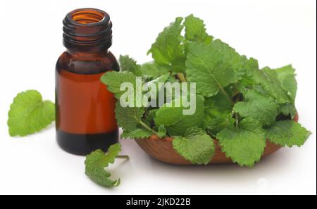 Zitronenmelisse mit extrahiertes ätherisches Öl in einer Flasche Stockfoto