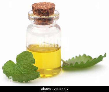 Zitronenmelisse mit extrahiertes ätherisches Öl in einer Flasche Stockfoto