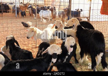 Ziegen umzäunen die Dünen von wahiba im Oman Stockfoto