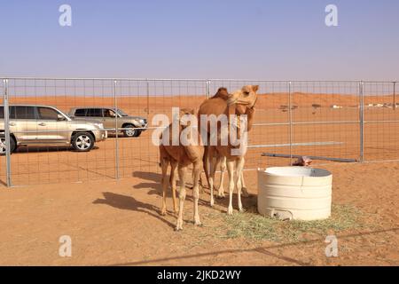 Ein Kamel mit ihren drei Kälbern in der Wüste im Oman Stockfoto