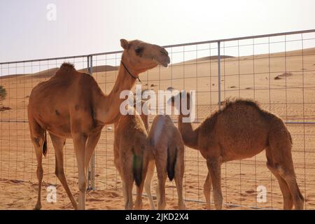 Ein Kamel mit ihren drei Kälbern in der Wüste im Oman Stockfoto