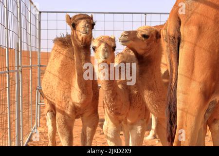 Ein Kamel mit ihren drei Kälbern in der Wüste im Oman Stockfoto