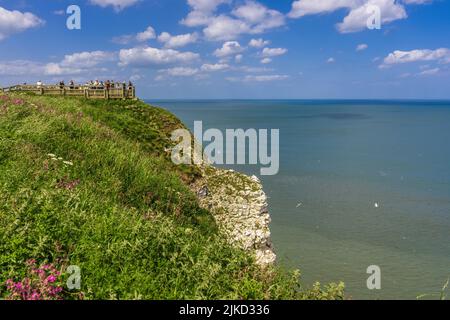 Vogelbeobachtung auf den Klippen in der Nähe des Bempton Reservats auf den Kreidefelsen der East Yorkshire Coast. Stockfoto