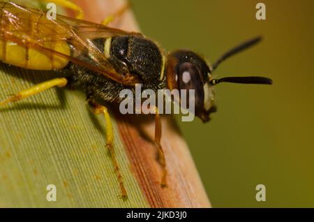 Europäischer Bienenwolf Philanthus triangulum Abdelcader. Las Palmas de Gran Canaria. Gran Canaria. Kanarische Inseln. Spanien. Stockfoto